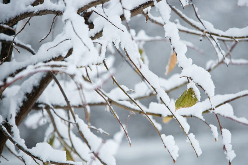 Метели и снегопады задержатся в Оренбуржье до выходных