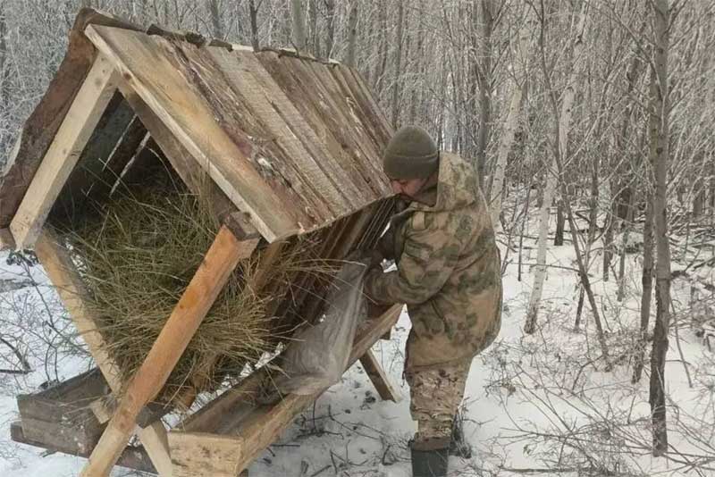 В период зимних холодов в Оренбуржье организовали подкормку диких животных