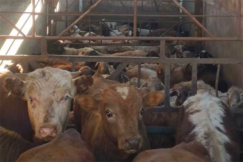 В Оренбуржье выявили  незаконную перевозку более 200 голов сельскохозяйственных животных