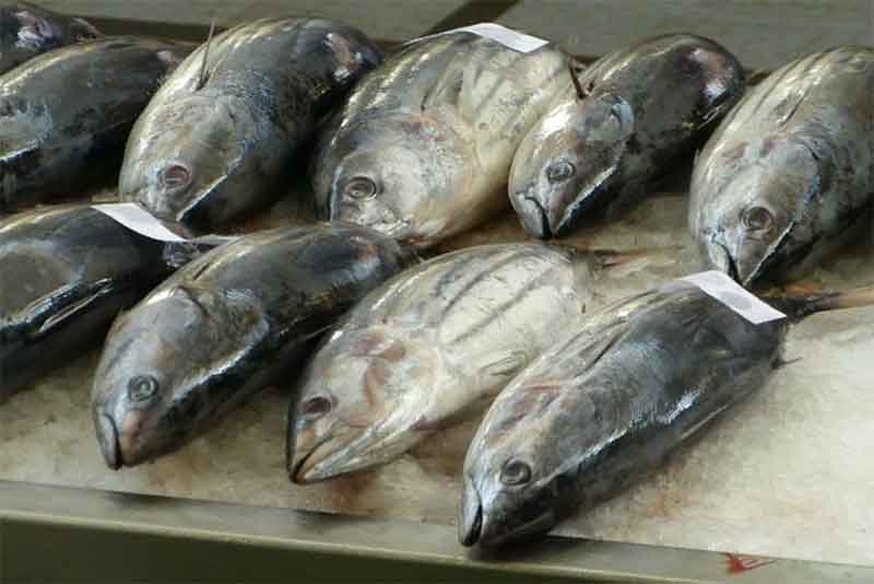 Двоим рыбакам-браконьерам из Кувандыка грозит до 5 лет в колонии
