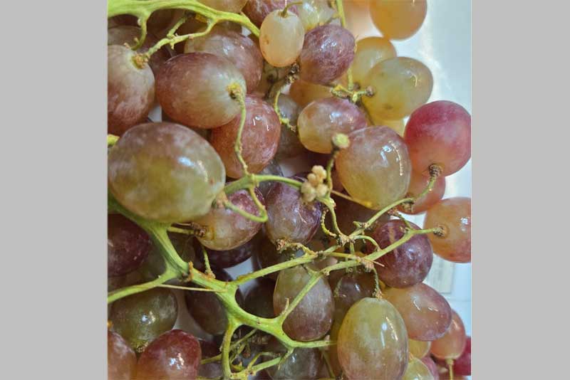 В Оренбуржье пытались   ввезти более 20 тонн зараженного винограда из Таджикистана