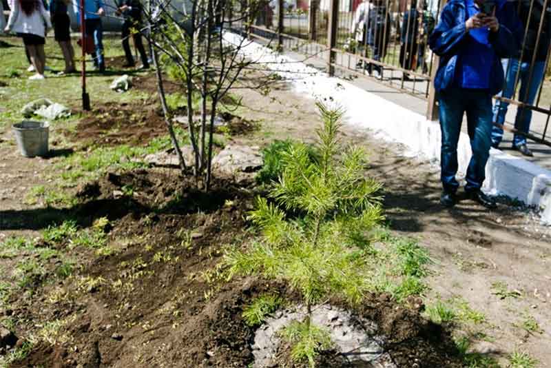 Более 270 тысяч деревьев высадят в Оренбуржье