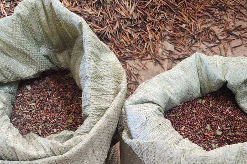 В лесничествах Оренбуржья продолжается заготовка семян лесных растений