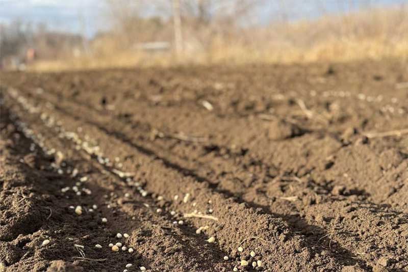 В лесничествах Оренбуржья продолжается заготовка семян лесных растений