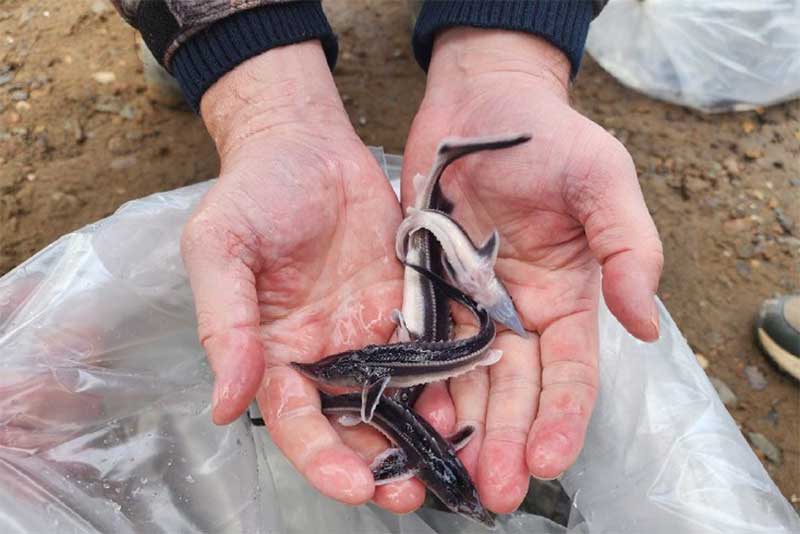 В реки и водоемы Оренбуржья в этом году выпустили более 300 тысяч мальков