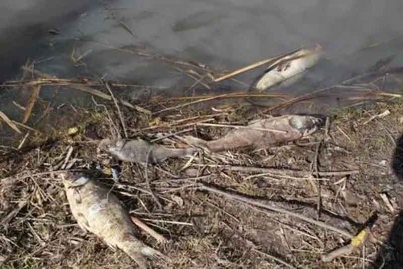 В Новотроицке проводят проверку по факту гибели рыбы