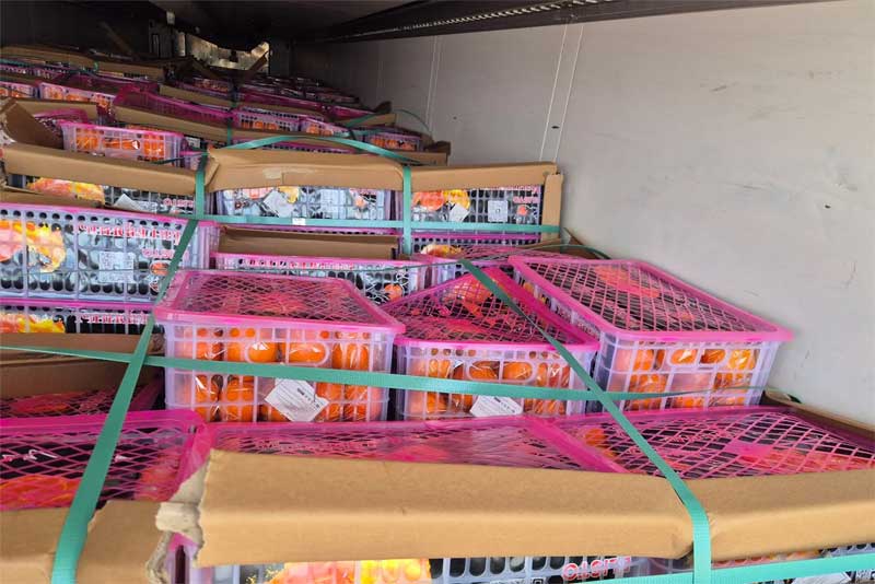 В Оренбуржье не допустили к реализации 20 тонн зараженных импортных мандаринов  