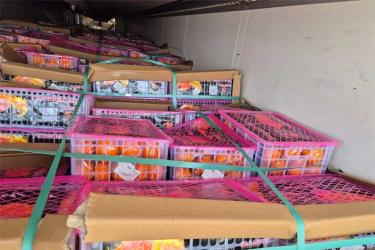 В Оренбуржье не допустили к реализации 20 тонн зараженных импортных мандаринов  