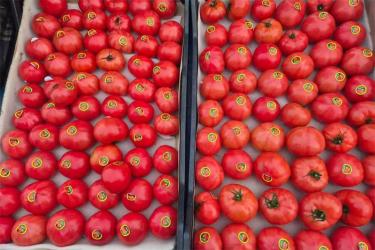 Россельхознадзор предотвратил ввоз в Оренбуржье 18 тонн зараженных импортных томатов