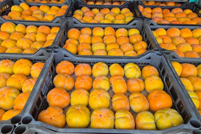 В Оренбуржье выявили  более 100 тонн некачественной импортной хурмы