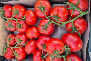 В Оренбуржье выявили 18 тонн зараженных импортных томатов