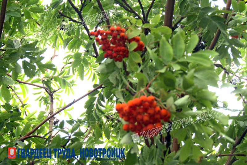 Днём 19 сентября в Оренбуржье будет тёплая, без осадков погода. Ожидается до +24 градусов