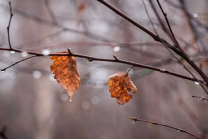 Ветер и облачно: зима не спешит в Оренбуржье
