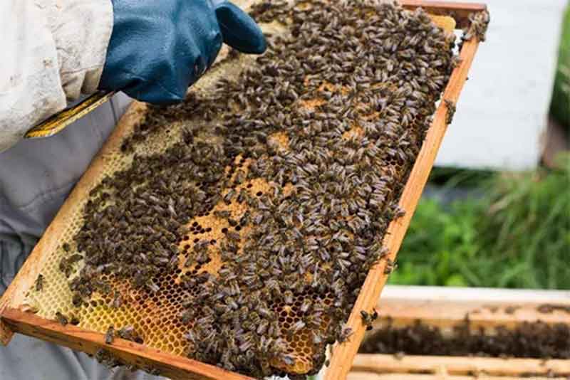 Управление Россельхознадзора по Оренбургской области  определило условия перевозки пчелосемей и пчелопакетов 