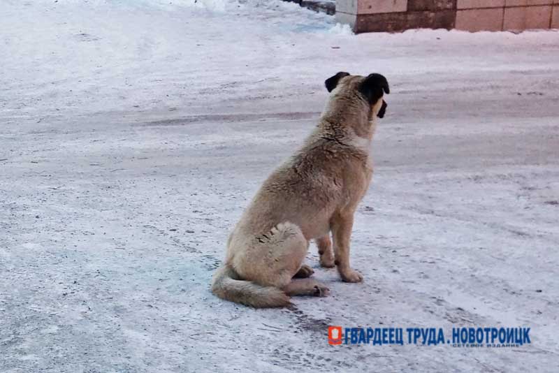 Ситуация с нападением собак в Ясном – на личном контроле  Евгения Солнцева