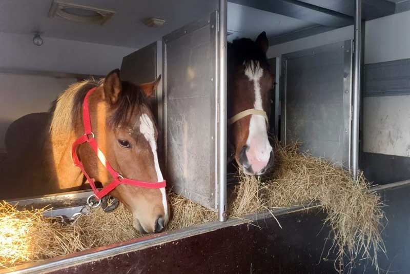 В Оренбуржье выявили незаконное перемещение спортивных лошадей