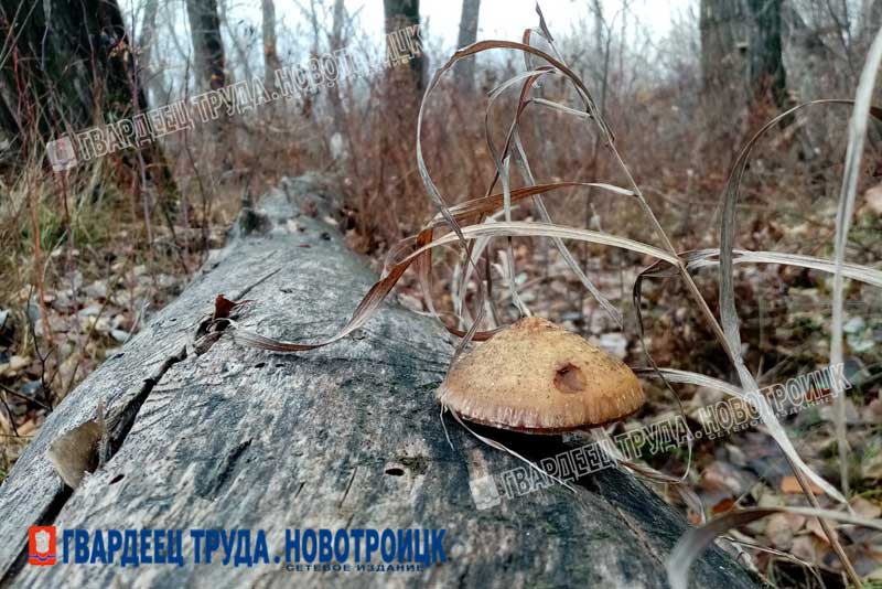 Днем, 22 ноября, в Оренбуржье ожидается дождь, снег, метель и до +6 градусов 