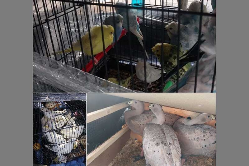 Попугаев, куриных гусей и голубей пытались незаконно провезти через Оренбуржье в Москву 