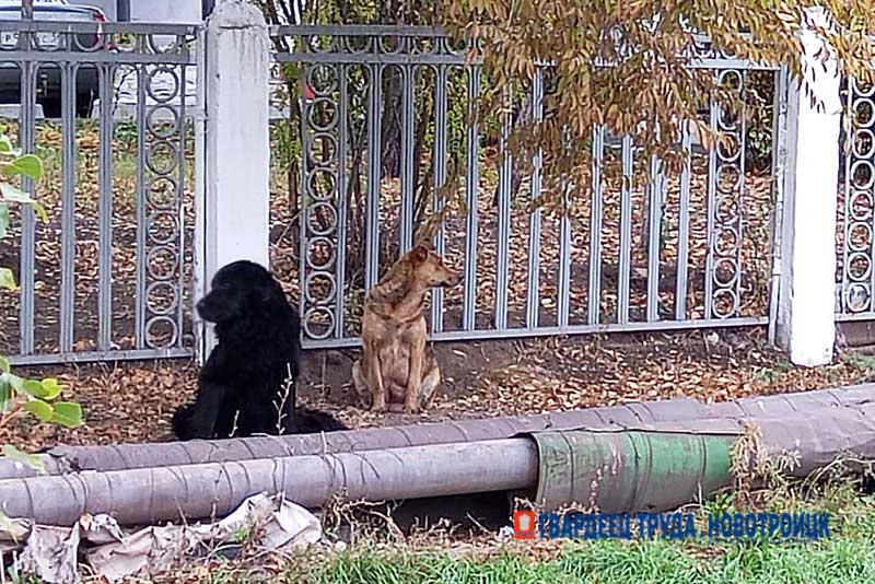 В областной закон о порядке обращения с животными без владельцев  депутаты внесли изменения   