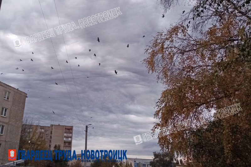 Днем 24 ноября в Оренбуржье пасмурно и туманно, ожидается до +9 градусов