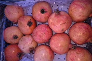 В Оренбуржье пытались ввезти более 38 тонн зараженных гранатов из Узбекистана