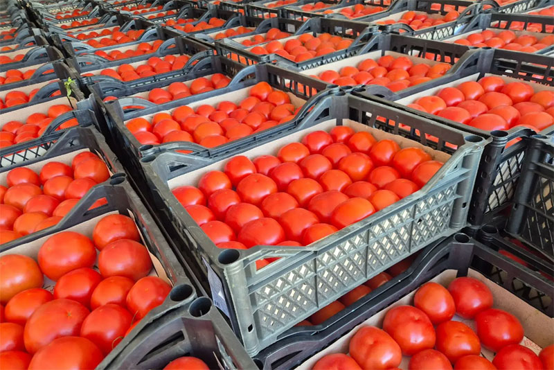 В Оренбуржье выявили свыше  235 тонн   зараженной импортной плодоовощной продукции