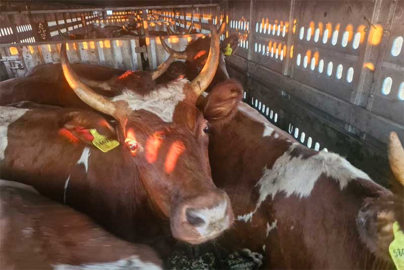 Через Оренбуржье незаконно пытались  вывезти крупный рогатый скот