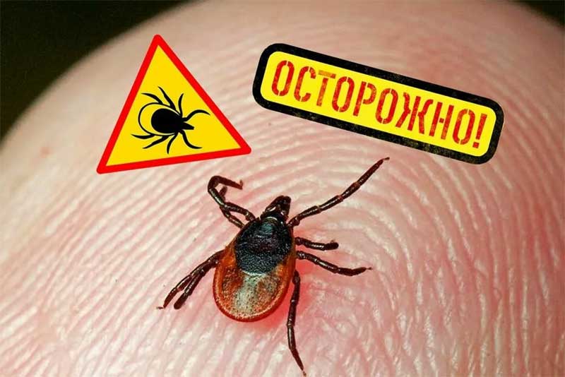 В Оренбурге и Новотроицке наибольшее число пострадавших от укусов клещей