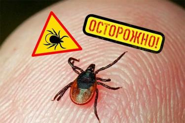 В Оренбурге и Новотроицке наибольшее число пострадавших от укусов клещей