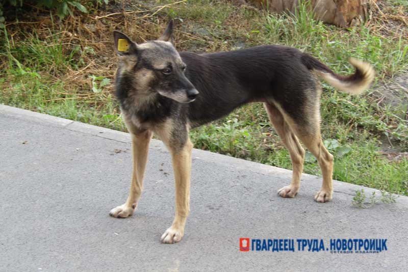 В администрации Новотроицка рассказали в каких случаях вводится режим экстраординарной ситуации по обращению с безнадзорными животными