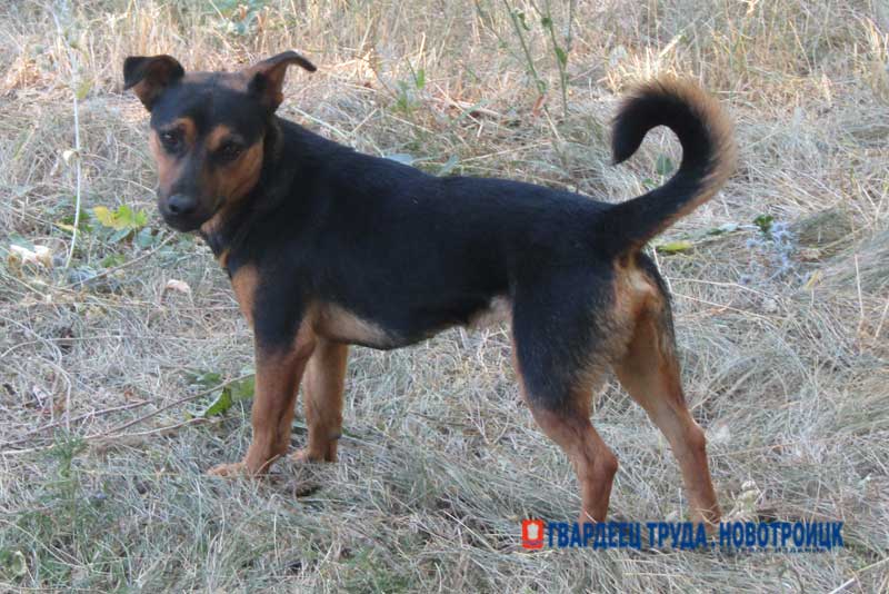 В Новотроицке определили подрядную организацию по обращению с бездомными животными