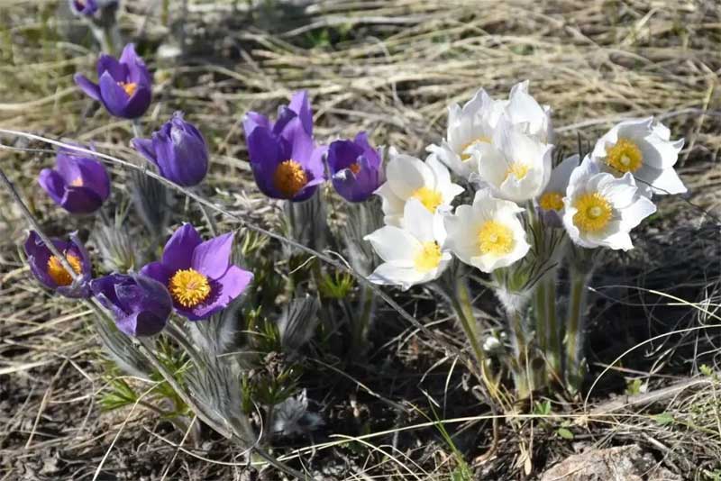 Продажа первоцветов под запретом: жителям Оренбуржья напомнили о предусмотренной ответственности