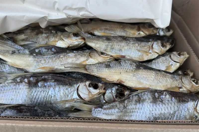 В Оренбуржье Россельхознадзор предотвратил незаконный ввоз 18 тонн вяленой рыбы из Казахстана
