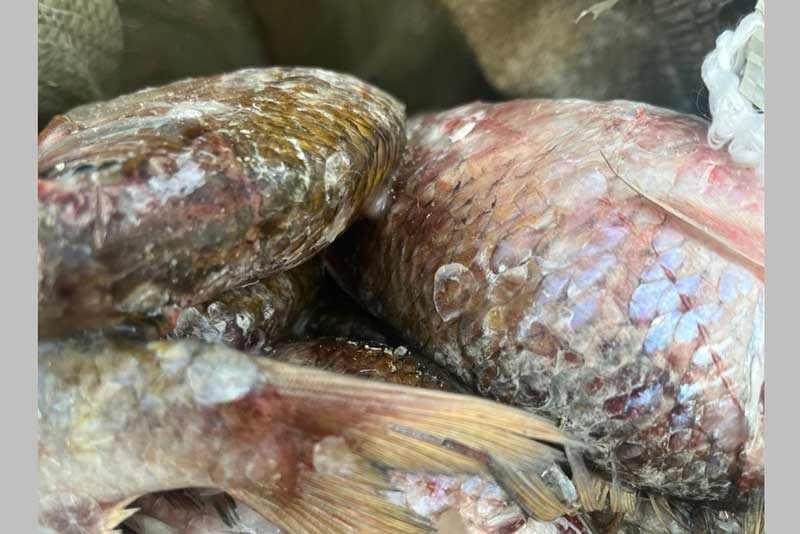 В Оренбуржье без надлежащих сопроводительных документов пытались ввезти большую партию свежемороженой рыбы