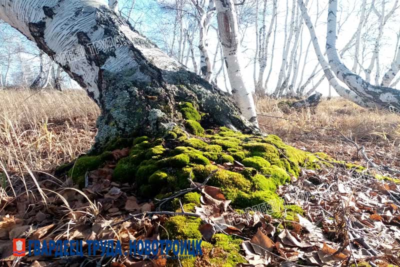 Днём 28 ноября в Оренбуржье потеплеет до +5 градусов