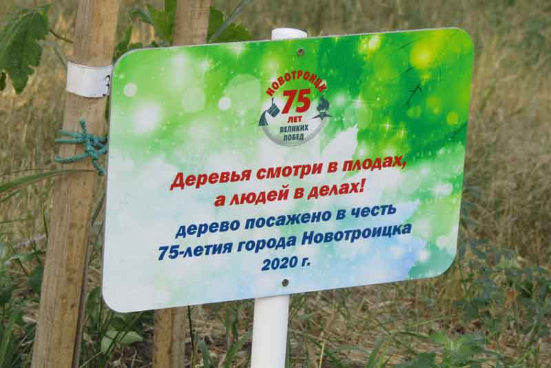 На аллее «Семейное дерево» появились именные таблички