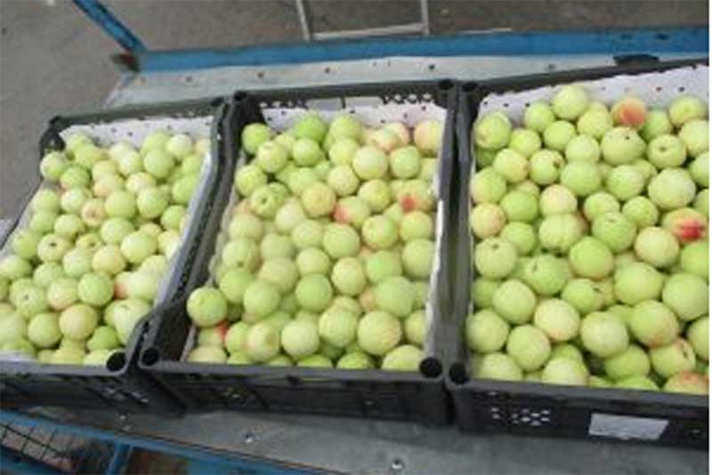 Более 50 тонн зараженных нектаринов из Узбекистана выявили в Оренбуржье