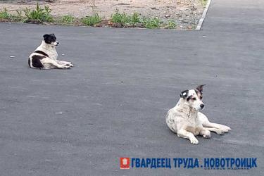 В Новотроицке в седьмой раз пытаются найти подрядчика для отлова животных без владельцев