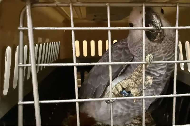 В Оренбуржье возбудили  уголовное дело, связанное с   контрабандой экзотических пернатых