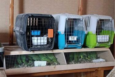 В Оренбуржье возбудили  уголовное дело, связанное с   контрабандой экзотических пернатых