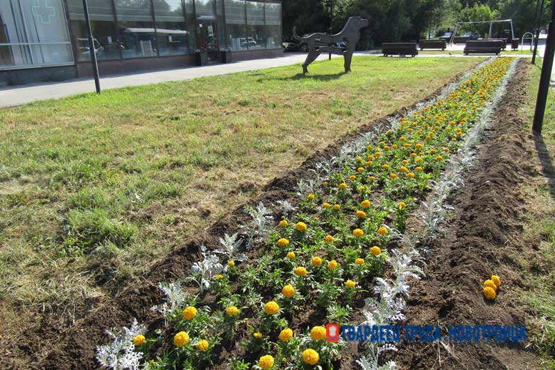 Городские цветы вновь будут радовать глаз