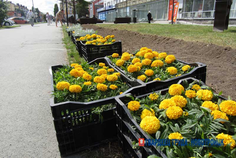 Городские цветы вновь будут радовать глаз